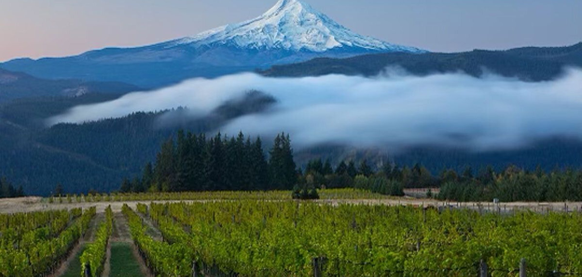 Vineyard rows with Mt. Hood rising beyond the Columbia Gorge