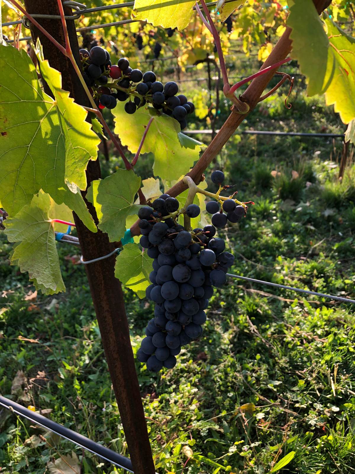 Ripe grape clusters on the vine