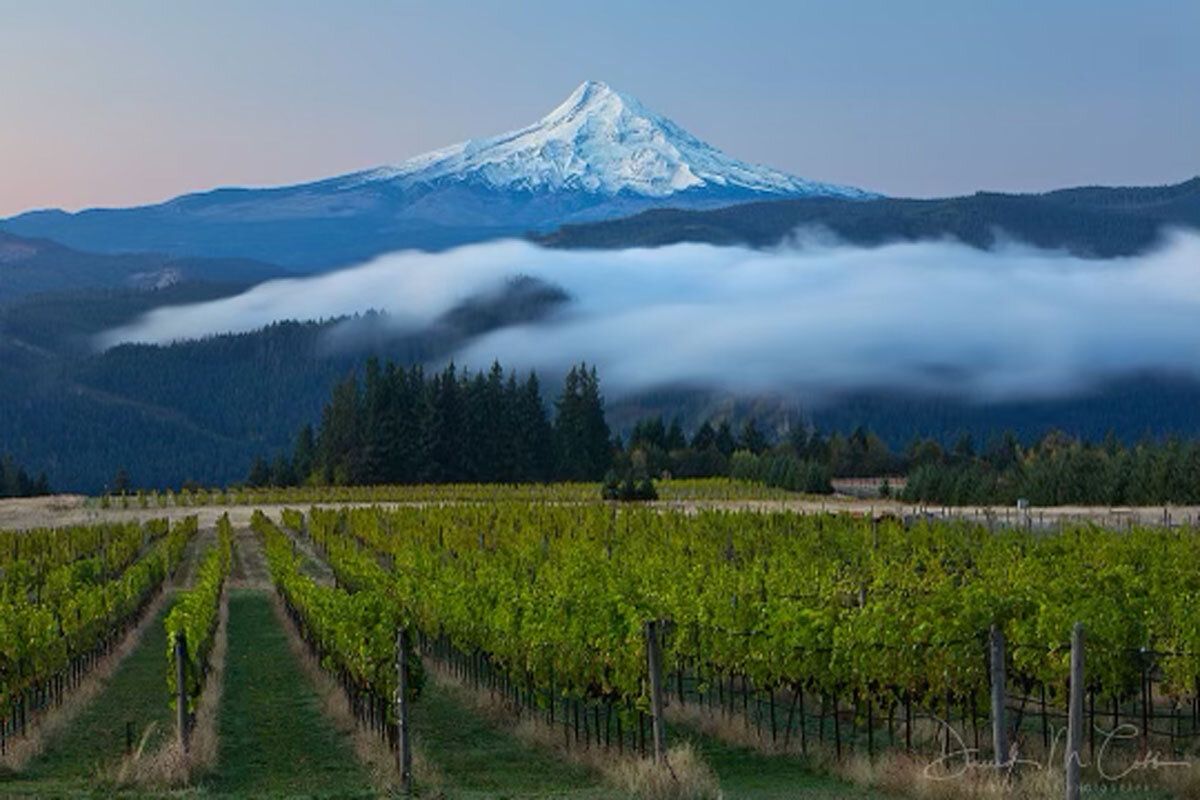 Mt. Hood rising above the clouds beyond the vineyard
