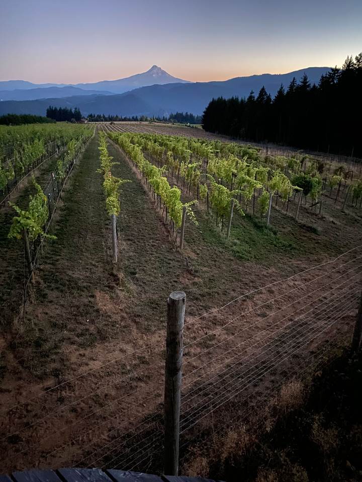 Vineyard rows at golden hour