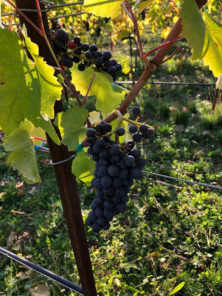 Ripe grape clusters on the vine