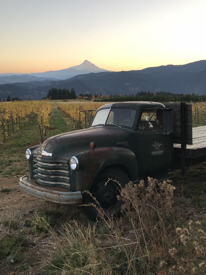 A vintage truck in the vineyard at dusk