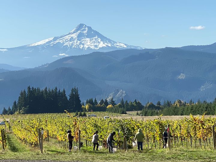Harvest in the autumn vineyard with Mt. Hood on the horizon