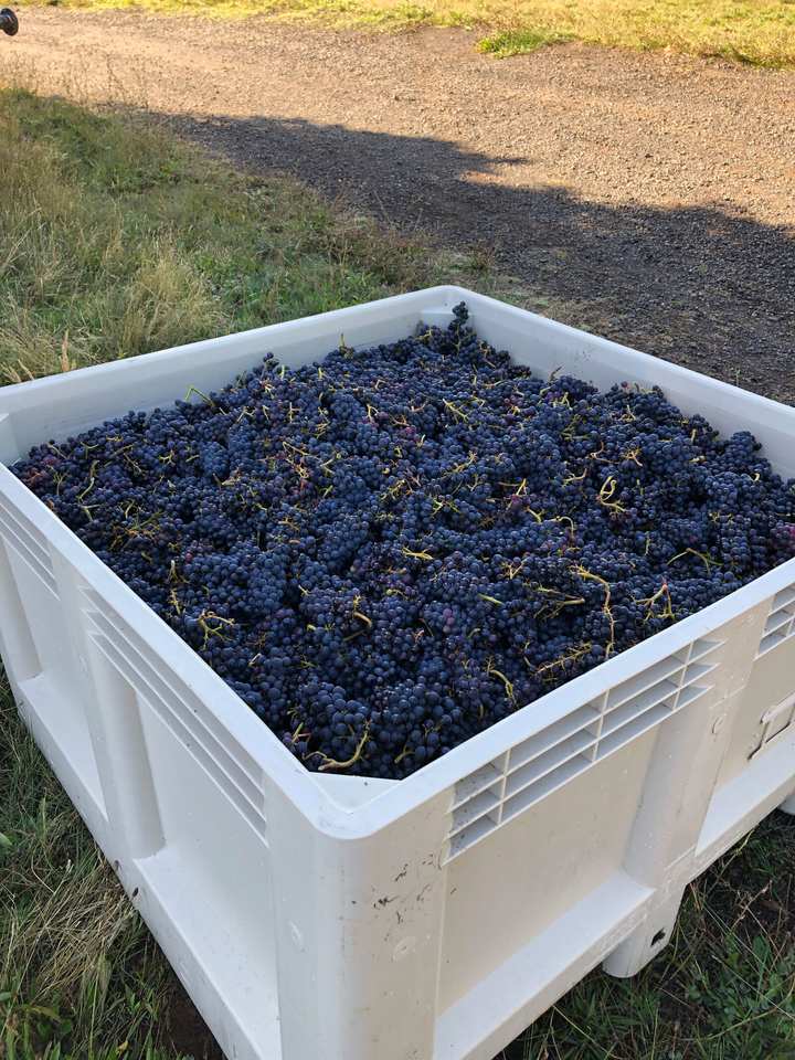 A harvest bin full of freshly picked grapes