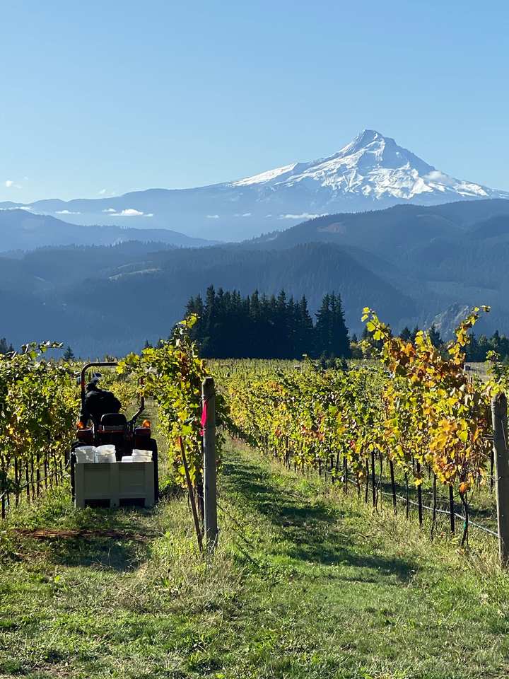 Fall vineyard rows with Mt. Hood beyond