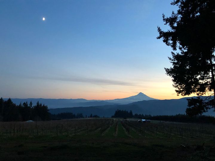 Mt. Hood silhouetted at dusk over the estate