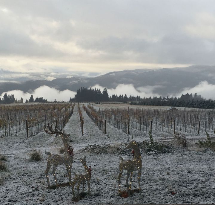 The vineyard on a misty winter morning