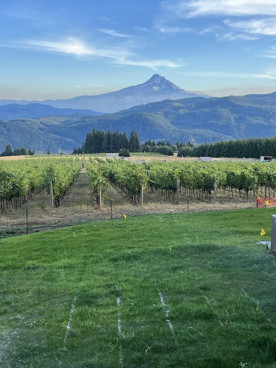 Looking down the vineyard rows to Mt. Hood from the estate lawn